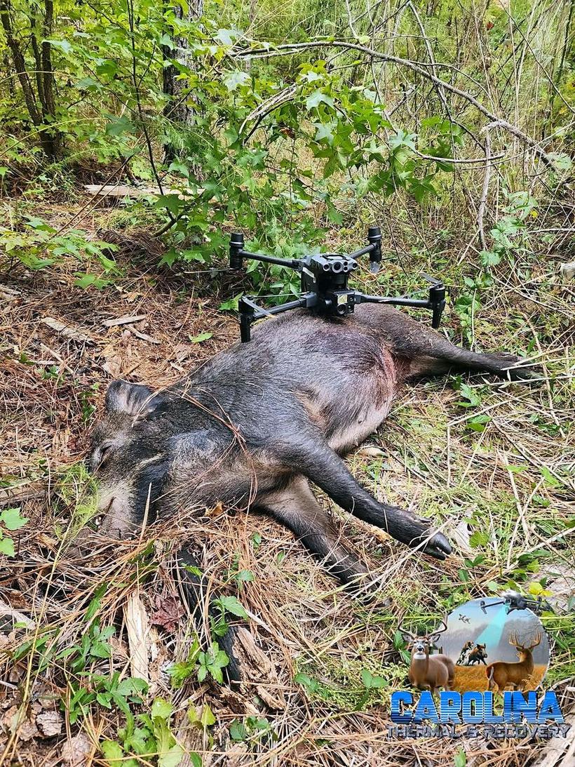 A hog recovered at the edge of the woods with the thermal drone beside it